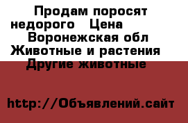 Продам поросят недорого › Цена ­ 3 000 - Воронежская обл. Животные и растения » Другие животные   